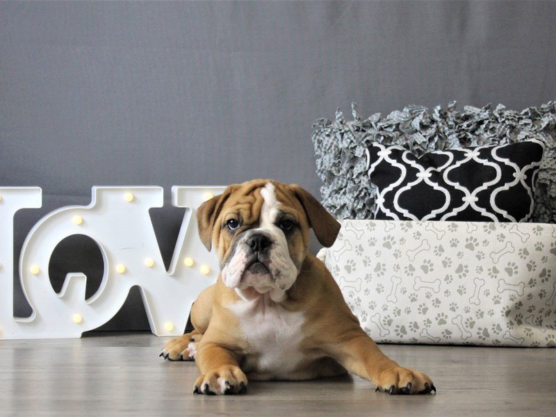 Bulldog