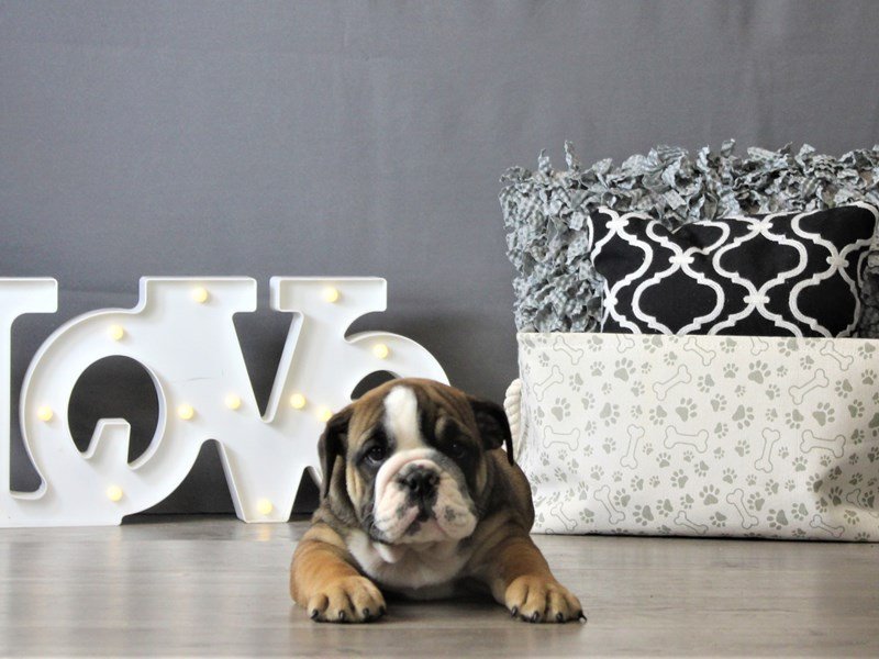 Bulldog