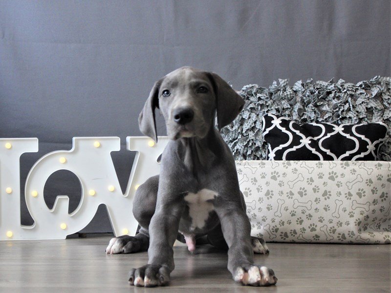 Great Dane