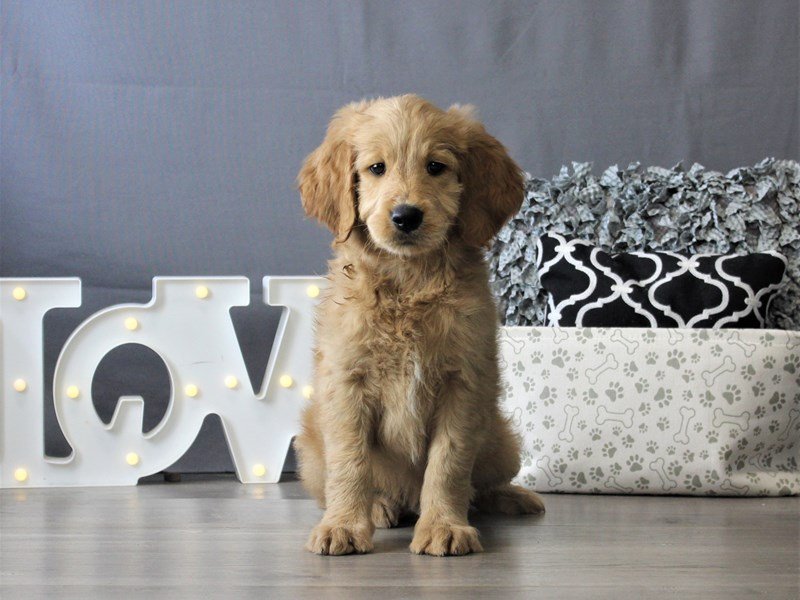 Goldendoodle