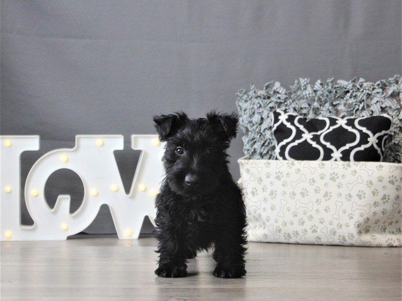 Scottish Terrier