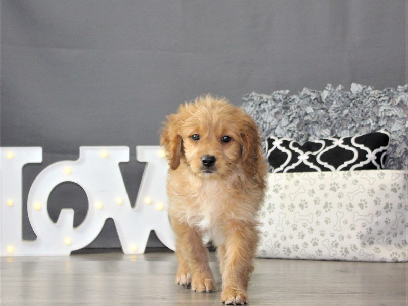 Goldendoodle Mini