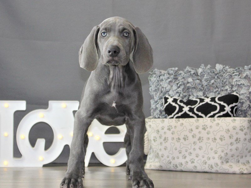 Weimaraner