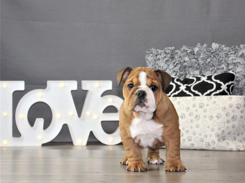 Bulldog