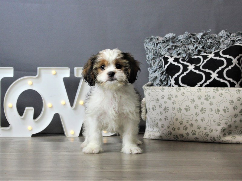 Cavalier King