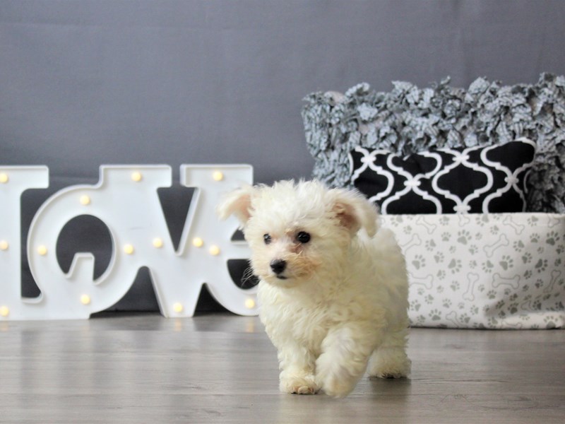 Bichon Frise