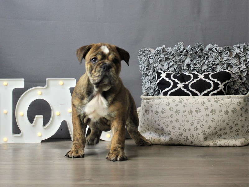 Bulldog