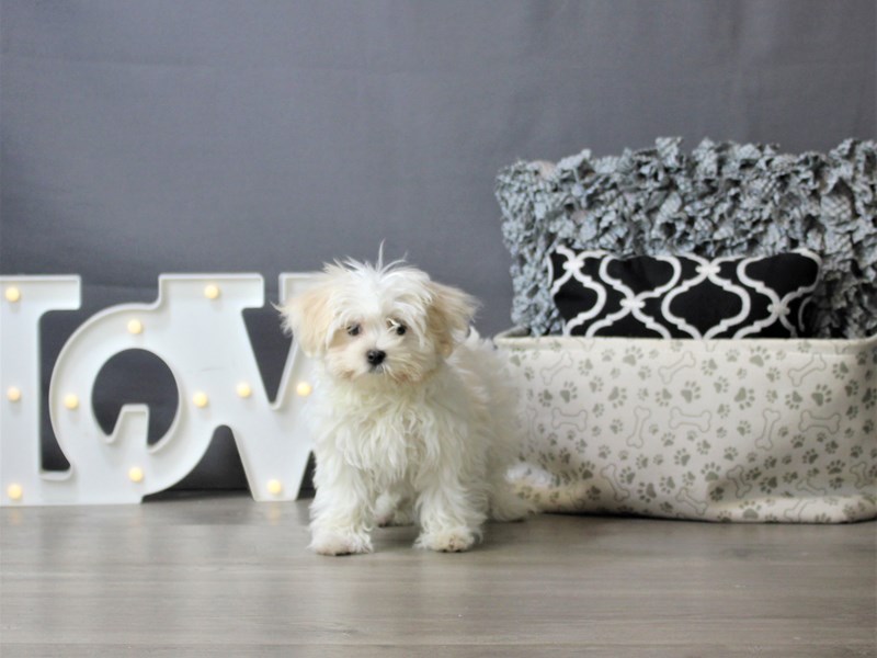 Coton De Tulear