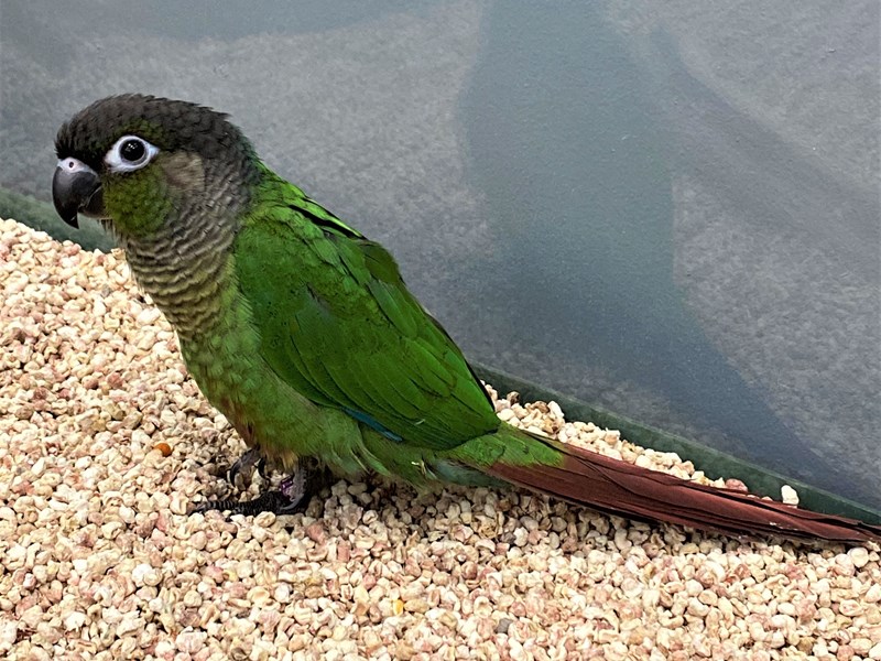 Green Cheek Conure