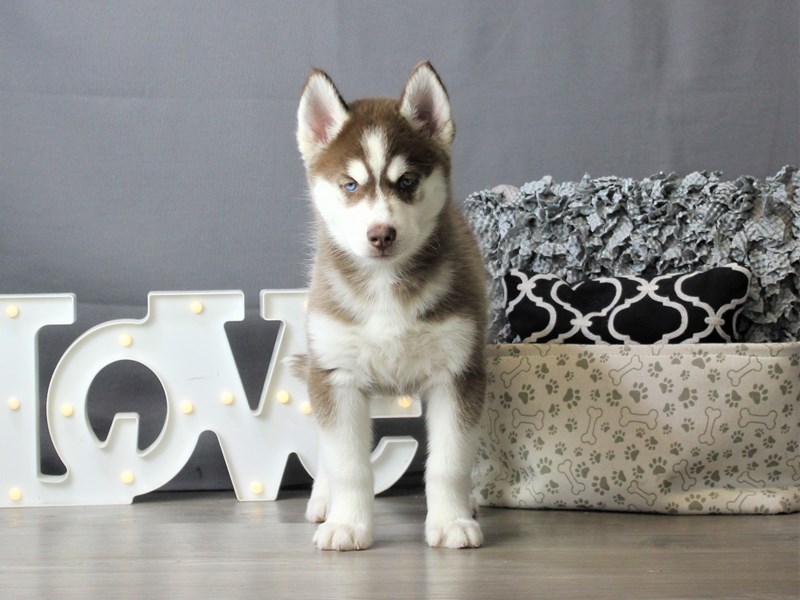 Siberian Husky