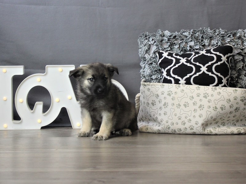 Norwegian Elkhound