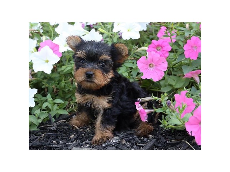 Yorkshire Terrier