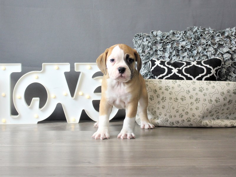 Bulldog