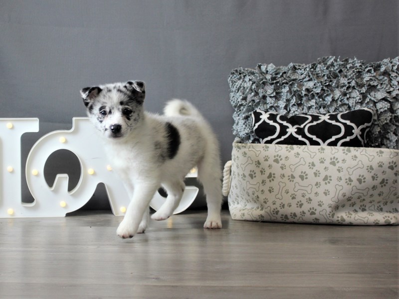 Shiba