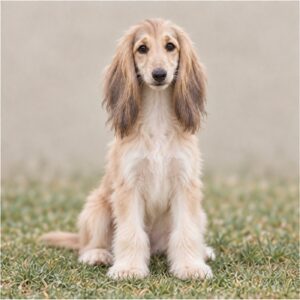 Afghan Hound
