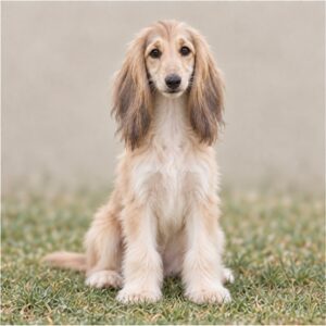 Afghan Hound