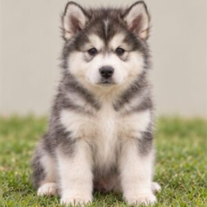 Alaskan Malamute