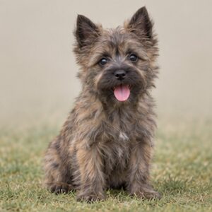 Cairn Terrier
