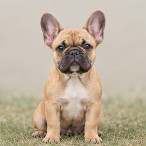 French Bulldog Puppies