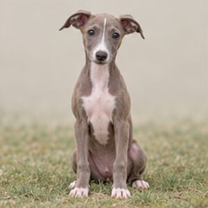 Italian Greyhound