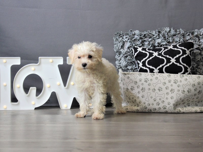 Poodle/Miniature Schnauzer