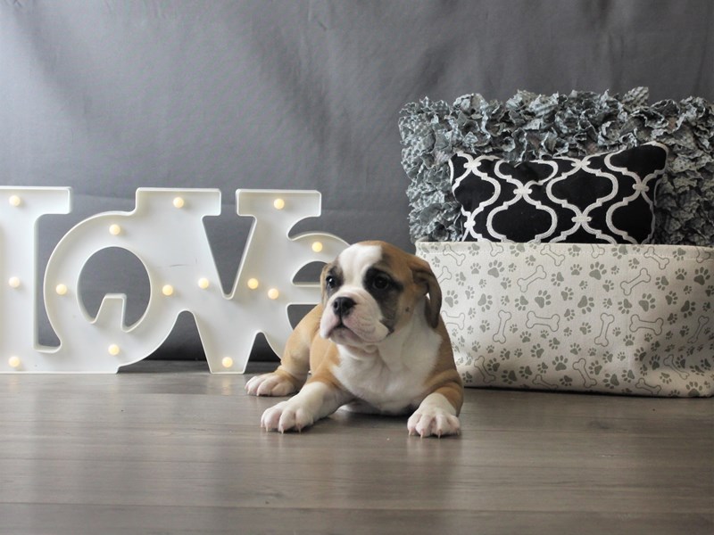 Bulldog
