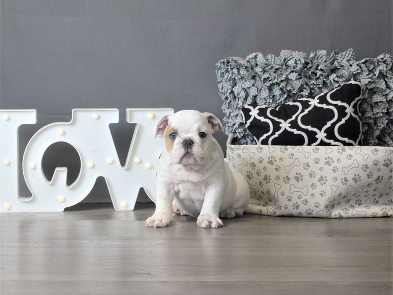 Bulldog