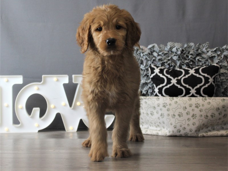 Goldendoodle