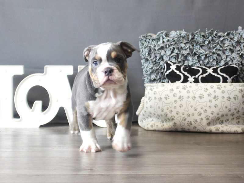 Bulldog