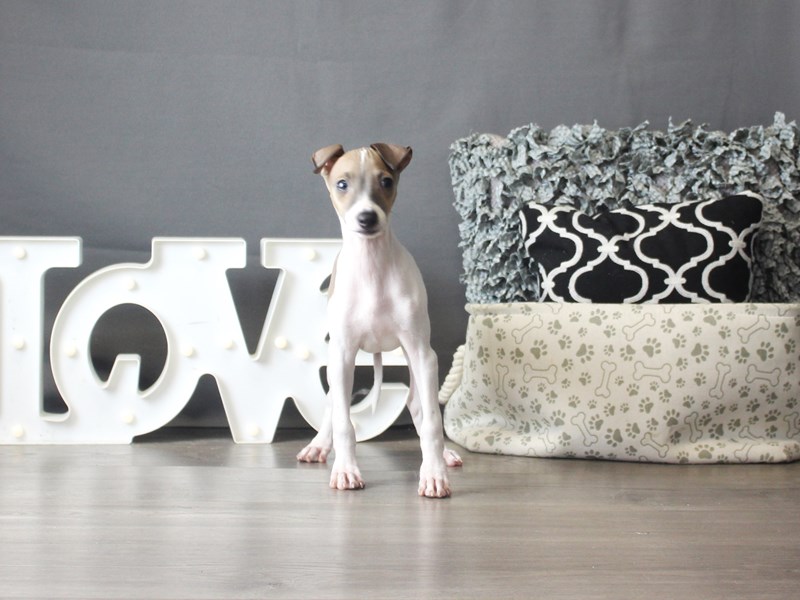 Italian Greyhound