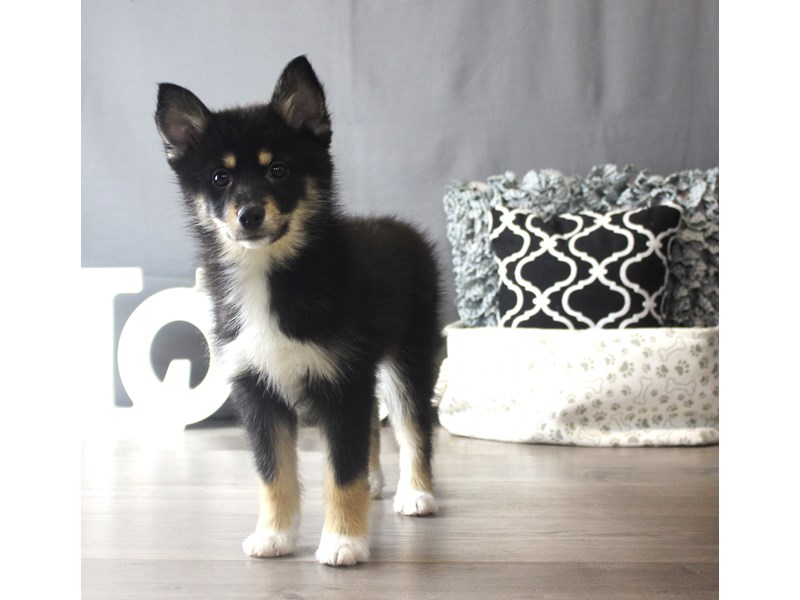 Pomsky