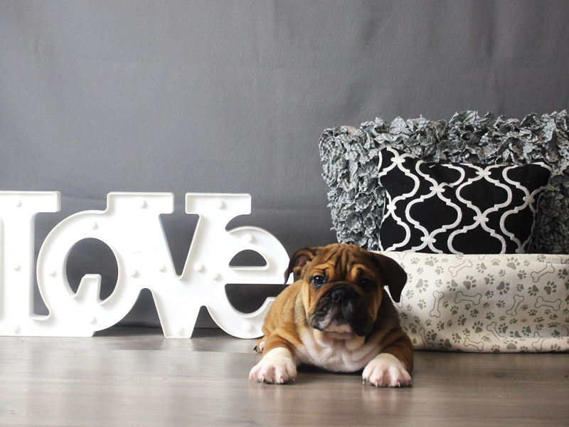 Bulldog