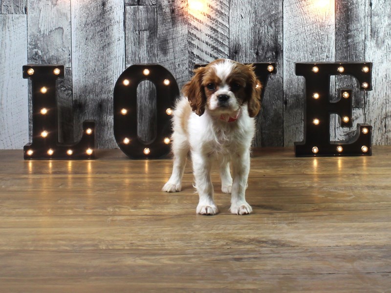 Cavalier King Charles Spaniel – PEPPER