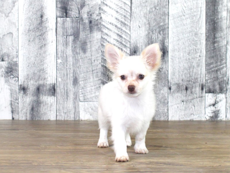 Chihuahua