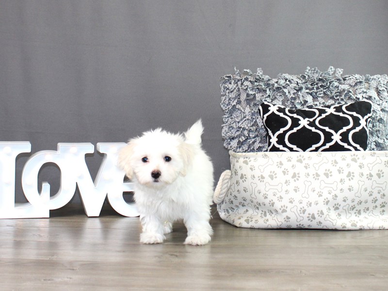 Coton De Tulear