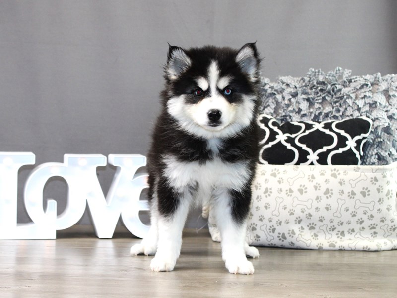 Huskimo