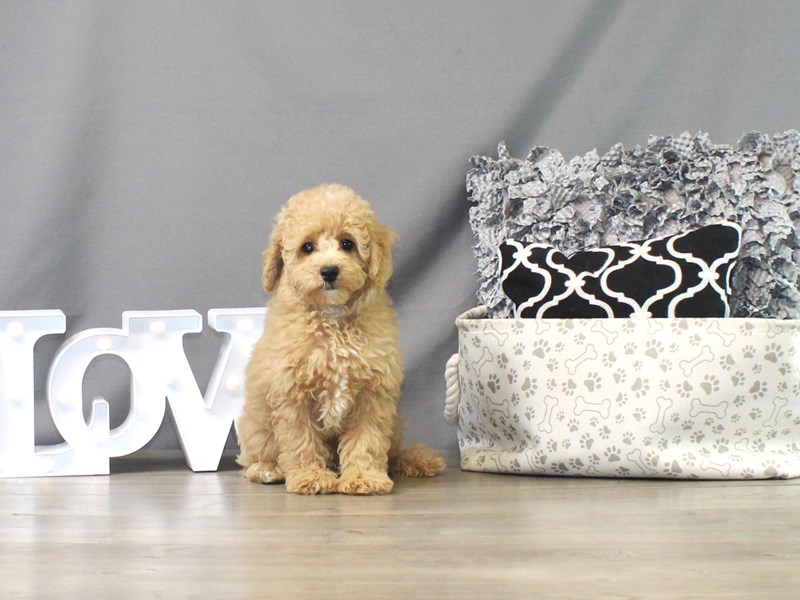 Poodle