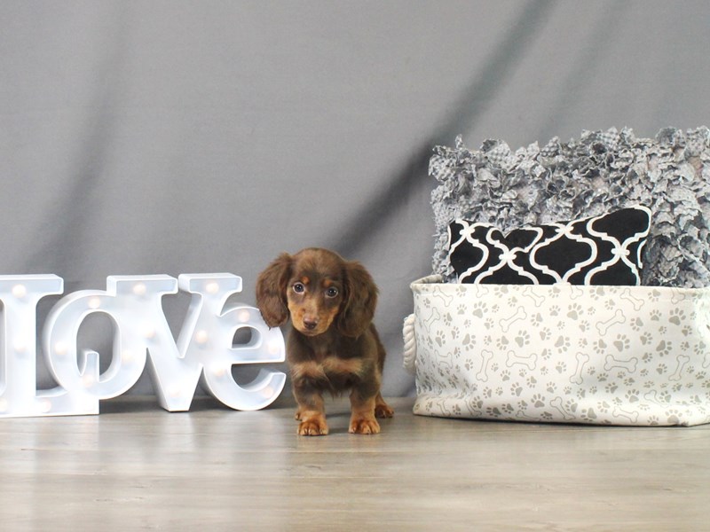 Dachshund