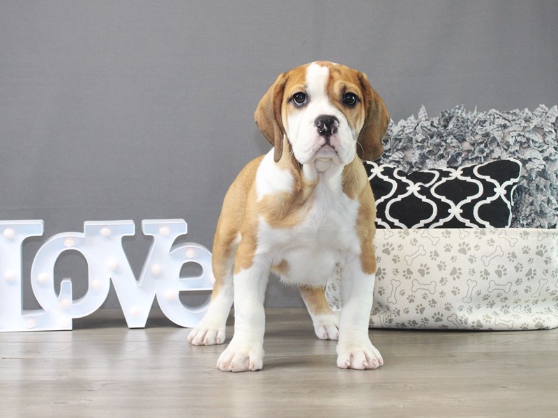 Beabull Bulldog