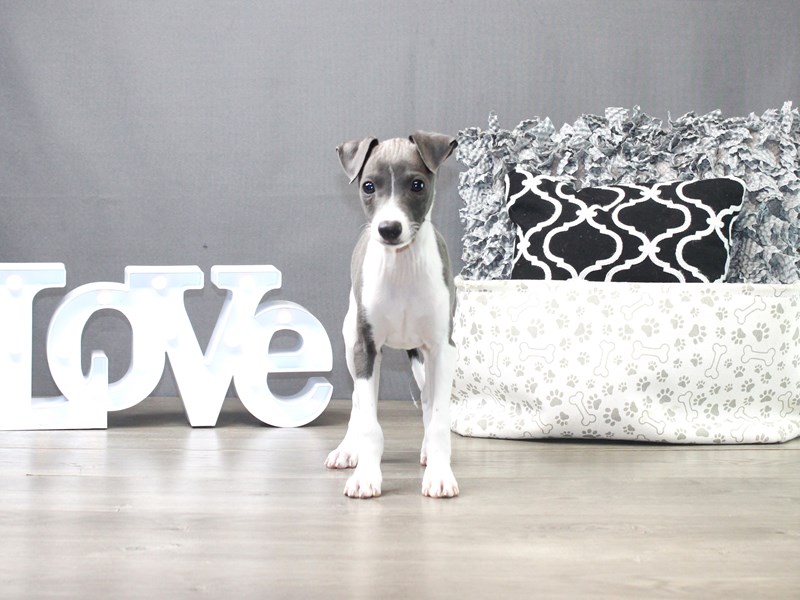 Italian Greyhound