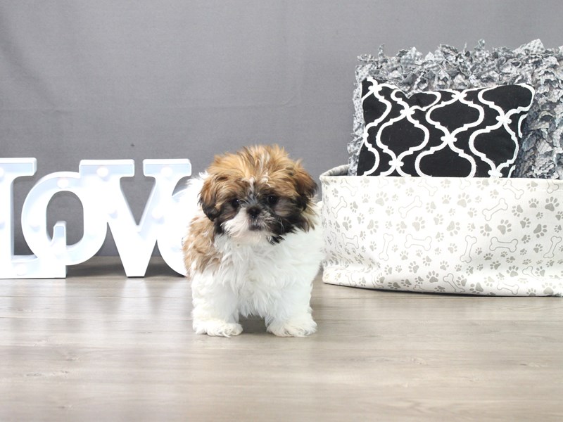 Shih Tzu