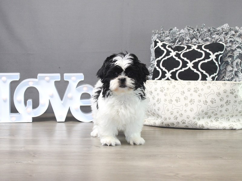 Shih Tzu