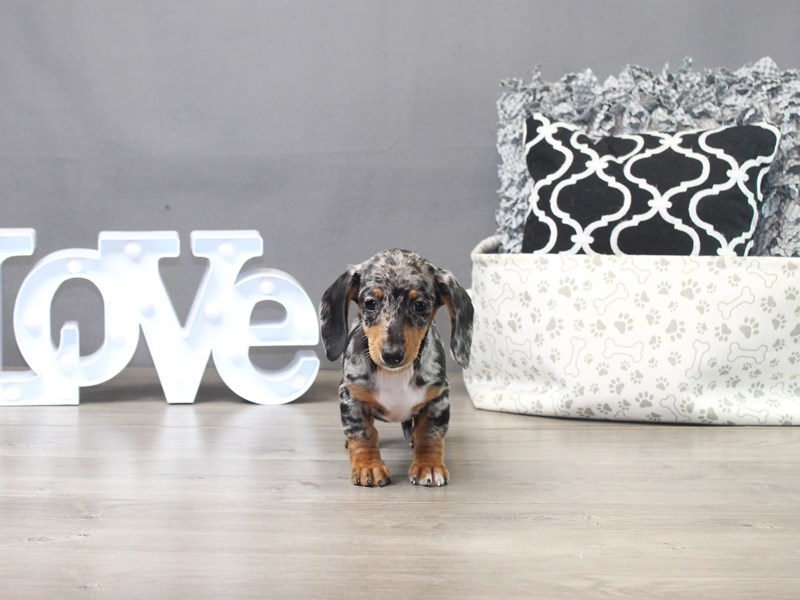 Dachshund