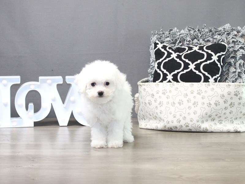 Bichon Frise