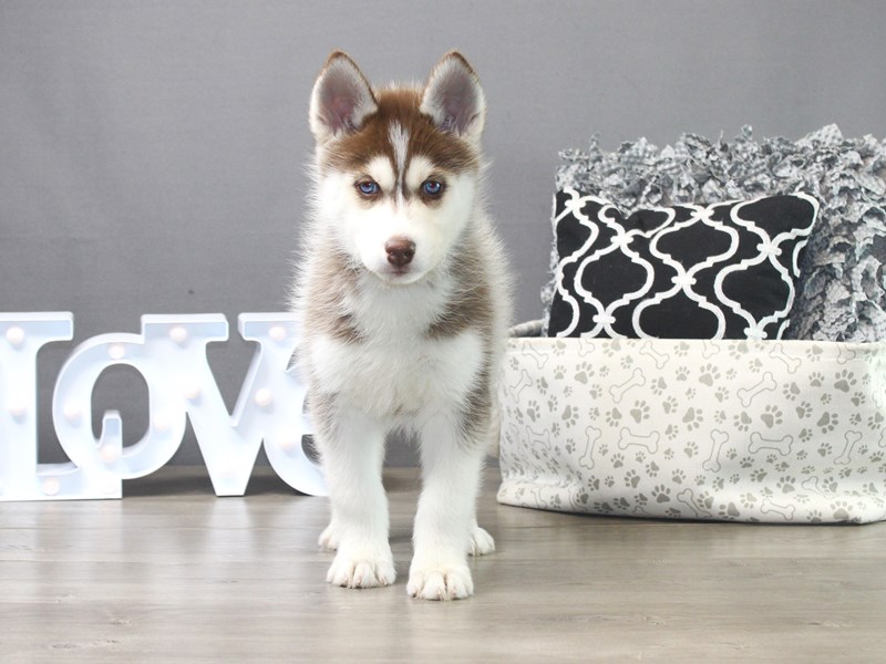Siberian Husky