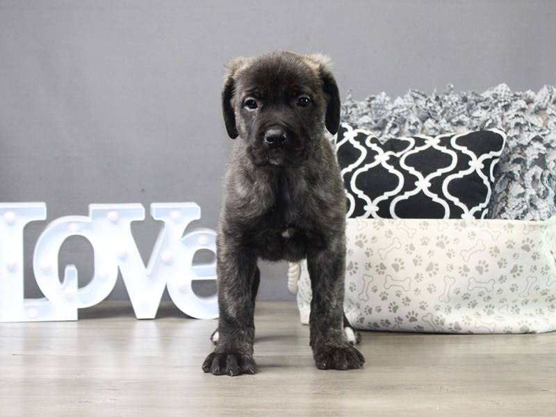Cane Corso