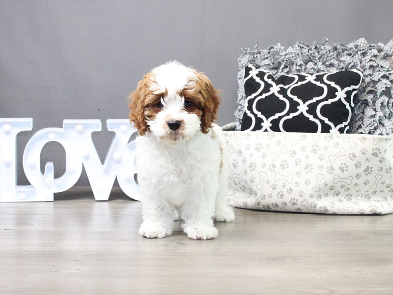 Cavapoo