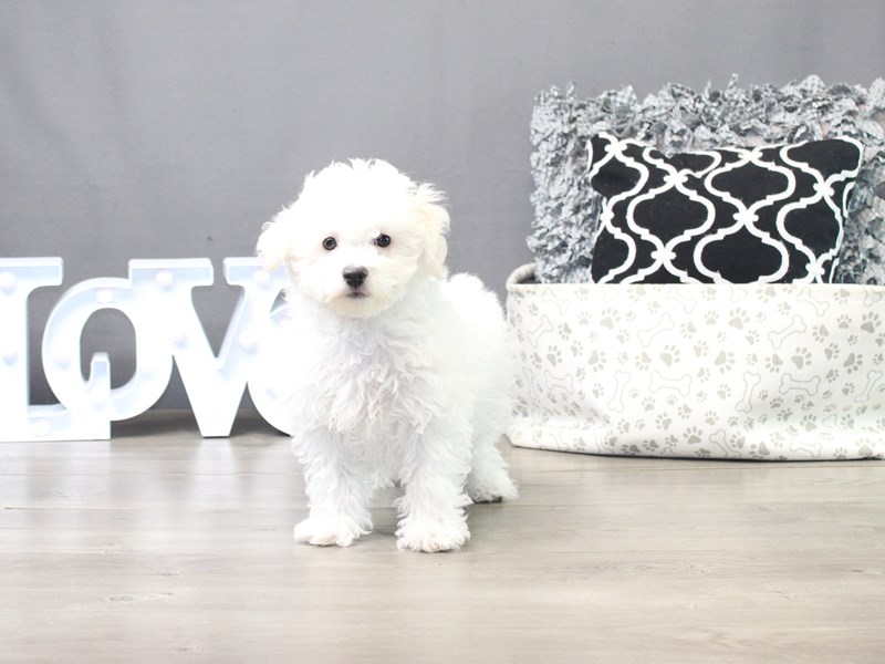 Bichon Frise