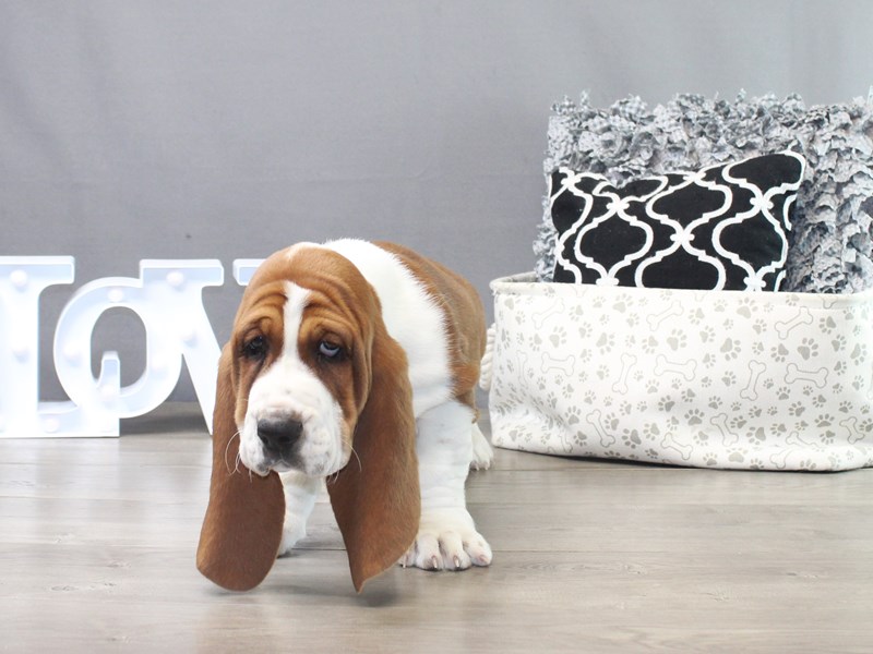 Basset Hound