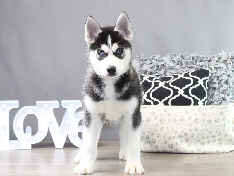 Siberian Husky